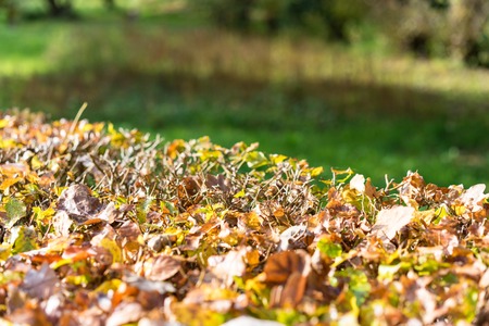 sun shining on leaves in autumnの写真素材
