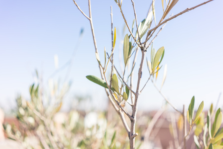 african flower close up view in sun lightの写真素材
