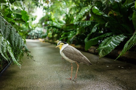 tropical bird with white and grey feather on concrete floorの写真素材