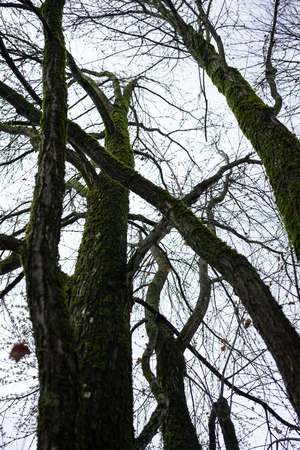 tree trunk of cercidiphyllum japonicum cake tree