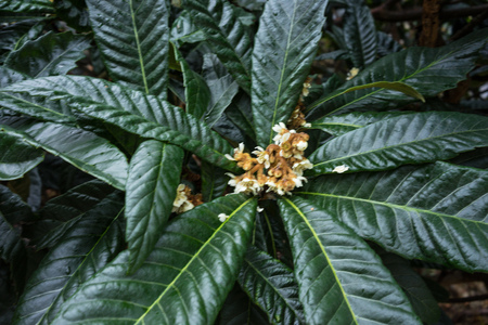 leaf of eriobotrya japonica plant from japanの写真素材