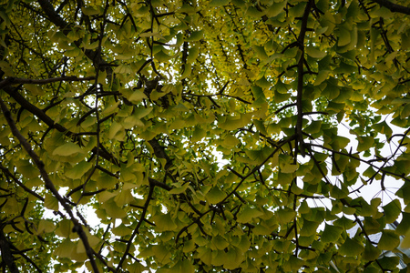 leaves of ginkgo biloba ginkgoaceae in fall season