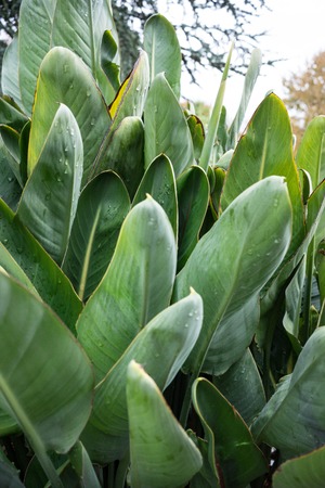 big green leaf with small raindropsの写真素材