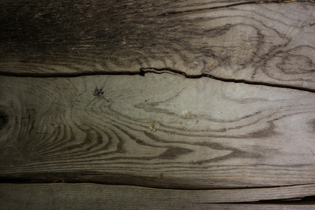 tree trunk bench with tree linesの写真素材