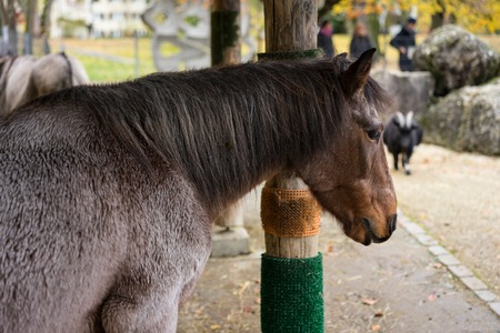 horse head side view in animal park with people in backgroundの写真素材