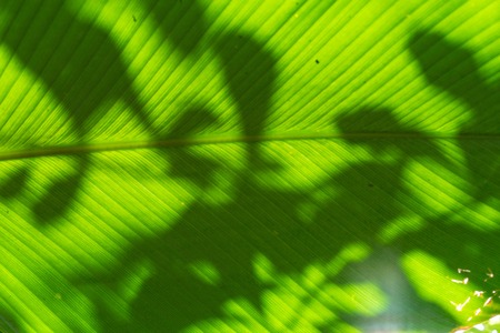 big green pin stripe leaf of calathea marantaceae from brazil