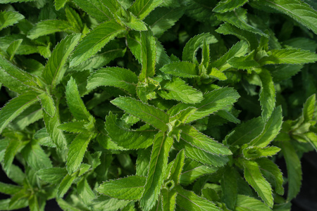 lemon mint plant, mentha gentilis citrata