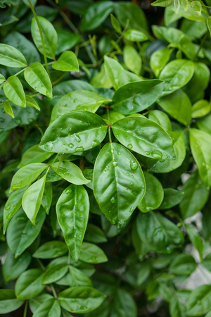 green leaves from saritaea magnifica bignoniaceae for backgroundの写真素材