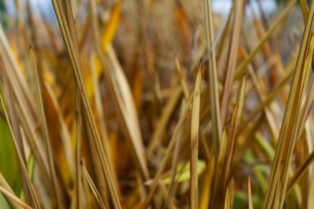 vibrant golden leaves of new zealand flax phormium agavaceae tanax dark ddelightの写真素材