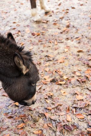 black donkey in winter head on ground with leavesの写真素材