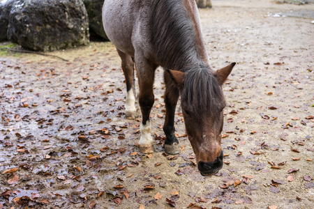 brown horse in winter outdoorの写真素材