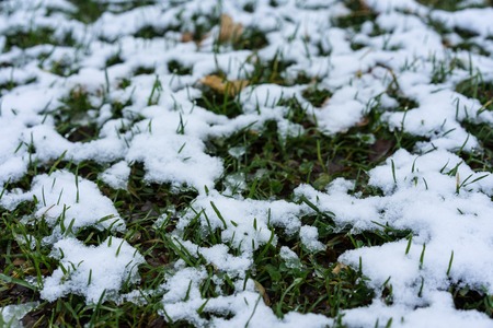 green meadow in park covered in snow