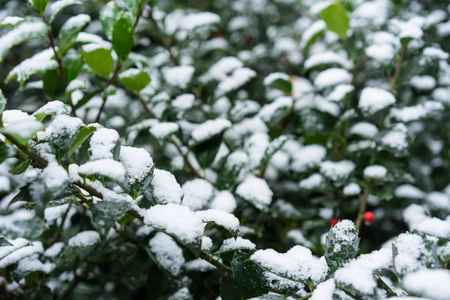 green plant with red berries covered in snowの写真素材