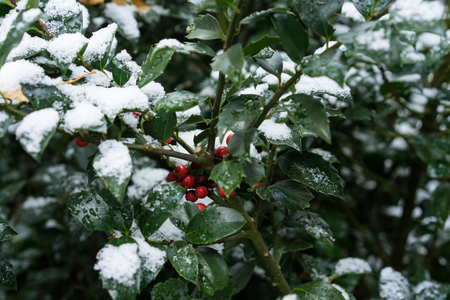 green plant with red berries covered in snowの写真素材