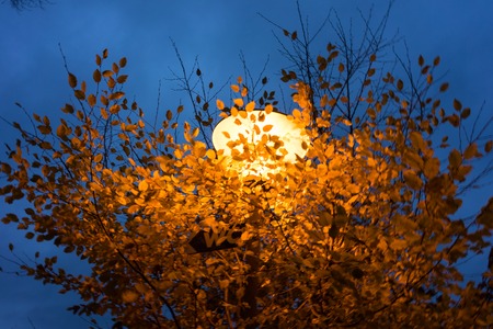 light behind tree at dawnの写真素材