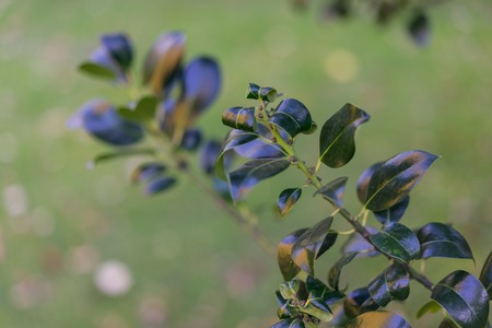 green plant leave close up foreground focusの写真素材
