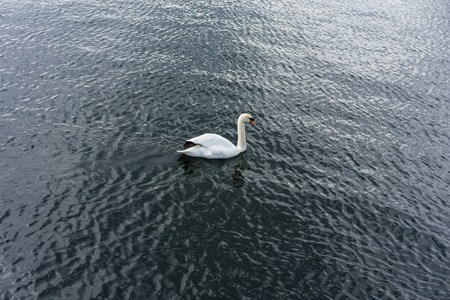A single swan swims in lake waterの写真素材