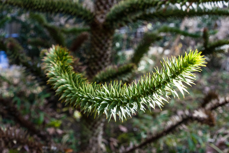 branch and leaves of chilean fir tree, or monkey puzzle tree, auracaria araucana