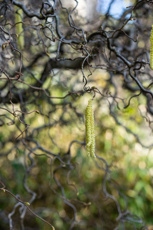 close up of corkscrew hazel also known as corylus avellana contortaの写真素材