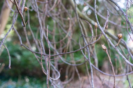 small branch boughs of aesculus hippocastanum tree