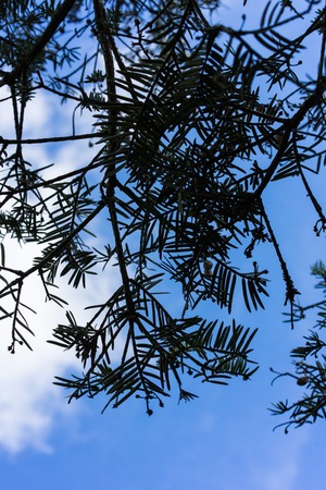 tree branch with leaves and blue sky background