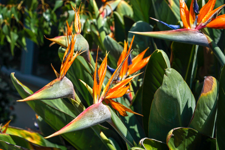 Orange Bird of Paradise flower, Strelitzia reginae malvaceae , on green garden background