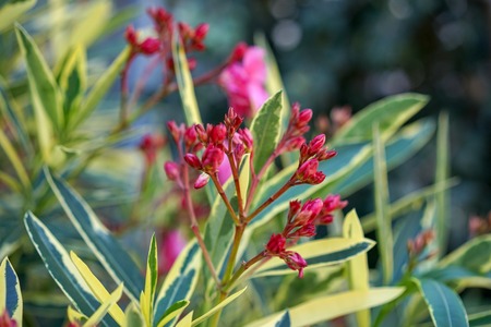 toxic pink red plant close up view, nerium oleander apocynaceaeの写真素材