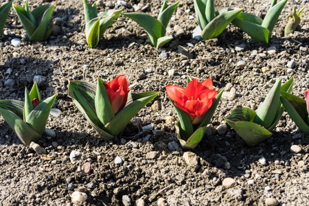 Growing beet seedlings red flower. Young, sprouted beet with brown earthの写真素材