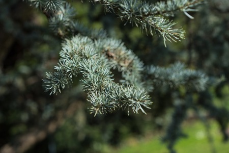 pine leaf of cedrus atlantica tree from atlas mountainの写真素材