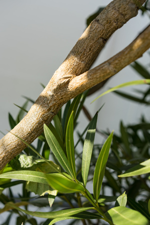 tropical leaves and branch of eriobotrya japonica mespel plantの写真素材
