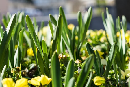 Closeup view of many young sprouts of tulips flowers growingの写真素材