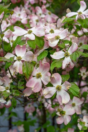 A close-up view of pink dogwood flowers, Cornus florida rubraの写真素材