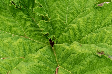 big green leaf close up of mammoth leaf, gunnera tinctoriam rhubarb plantの写真素材