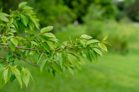 tree branch side view in park of diospyros lotus ebenaceaeの写真素材