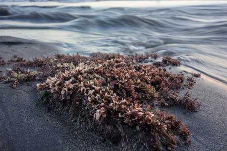 Red seaweed on beach with water wavesの写真素材