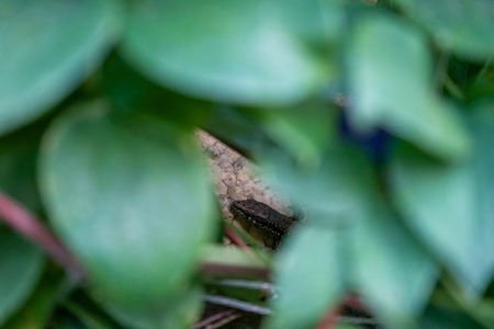 lizard head view, hiding behind thick green leaves