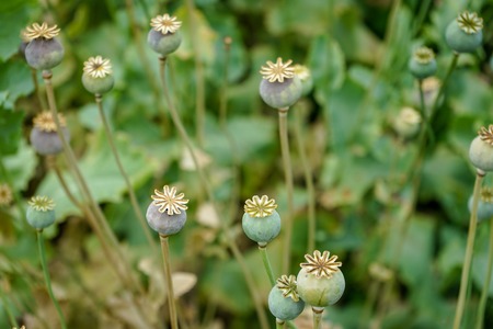 close up view of balsam herb in garden with bokehの写真素材