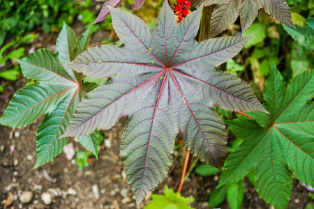 garden scene of wonder tree plant leaf, high angle viewの写真素材