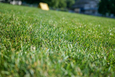 green grass meadow in summerの写真素材