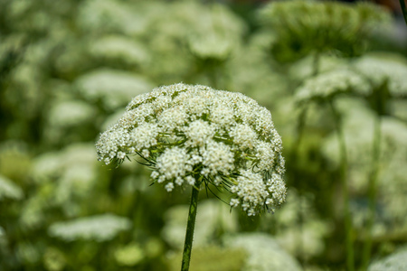 blooming white flowers of wild carrot, Daucus carota