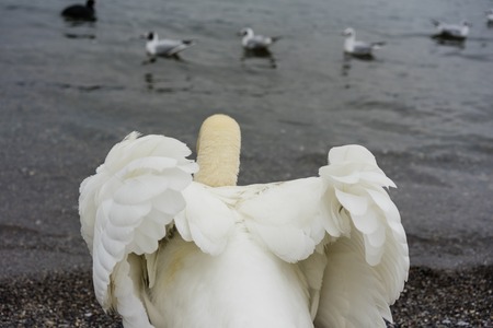 beautiful white swan back view with opened wings and lake with birds
