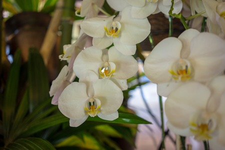 flower of white Orchid closeup viewの写真素材