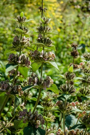 Big flower of phlomis samia, known as jerusalem sage