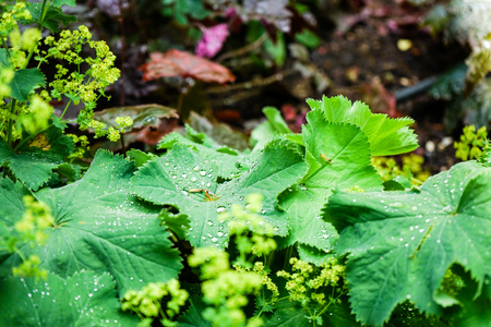 Water drops on leaves on the groundの写真素材