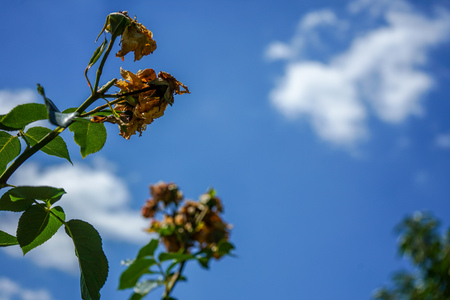 withered rose and blue sky with small cloudsの写真素材