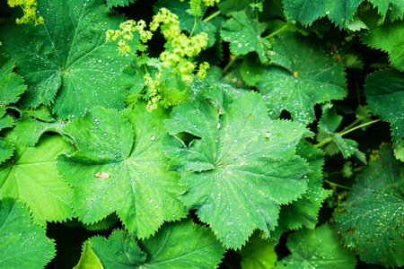 Water drops on leaves on the groundの写真素材
