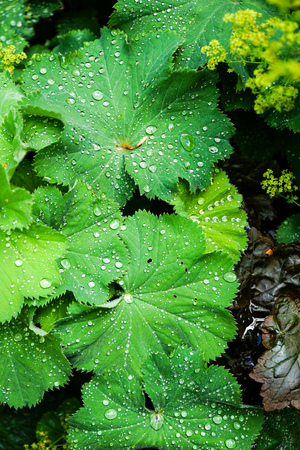 Water drops on leaves on the groundの写真素材