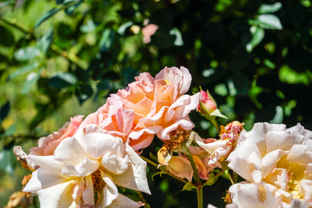 several pink climbing rose in garden, rosaceaeの写真素材