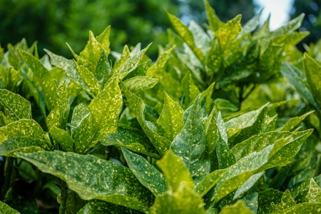 fresh green garden leaves front viewの写真素材