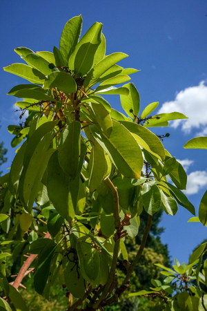 Close up of Strawberry tree, Arbutus andrachneの写真素材